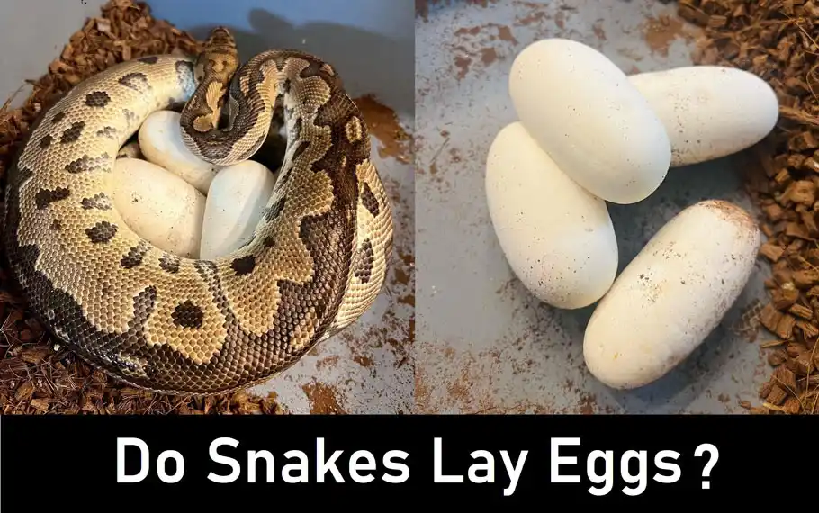 Do Snakes Lay Eggs