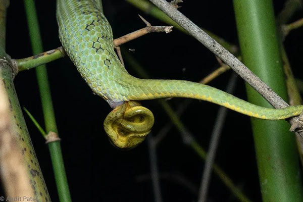 Examples Of Snakes That Give Birth