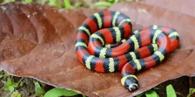 Honduran Milk Snake
