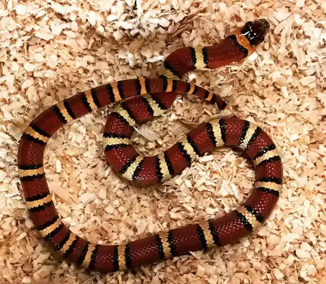 King Snakes Body Color