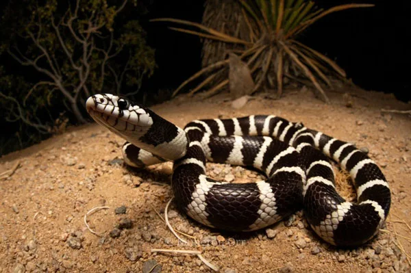 King snakes are more active and curious than Corn Snake