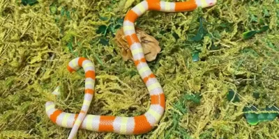 Albino Milk Snake