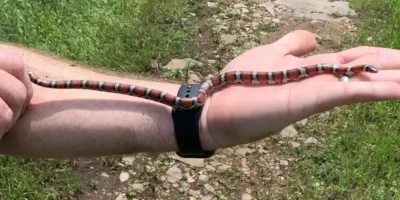 Milk Snake Size