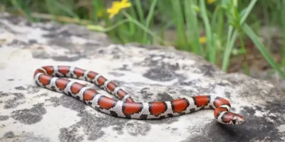 Red Milk Snake