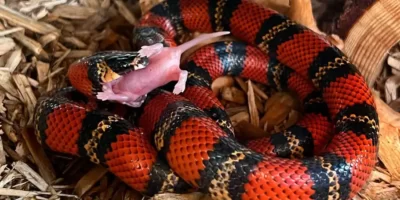 What Do Milk Snakes Eat